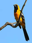 Oriole masqué