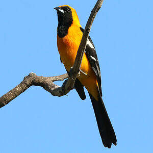 Oriole masqué