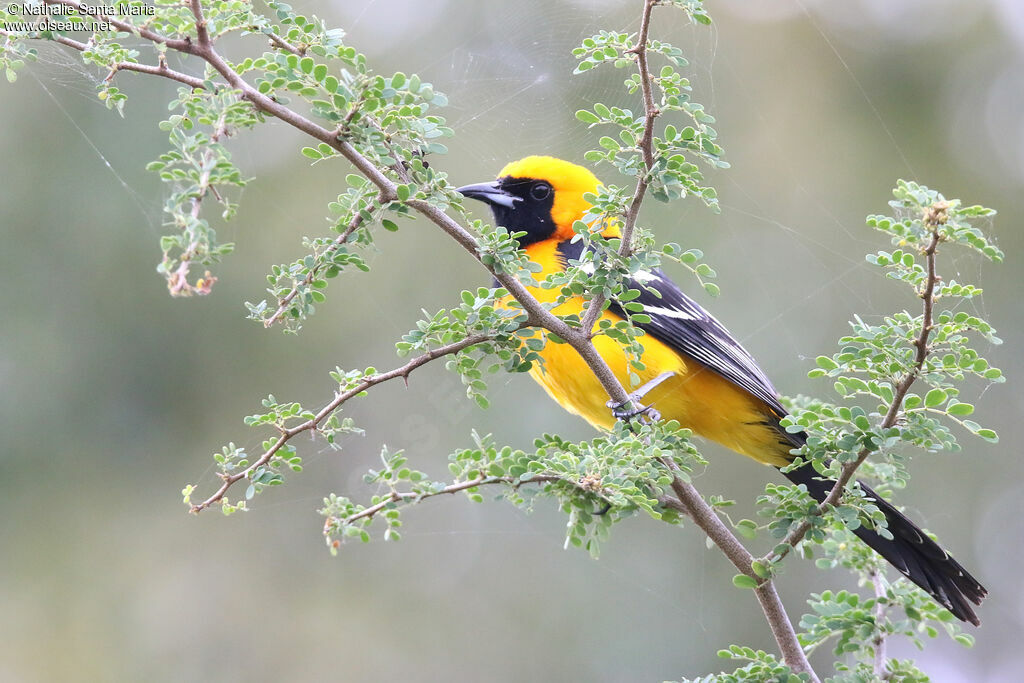 Oriole masquéadulte, identification