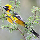 Oriole masqué