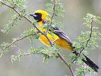 Oriole masqué