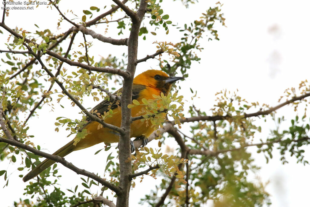 Oriole masquéimmature, identification