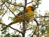 Oriole masqué