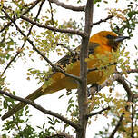 Oriole masqué