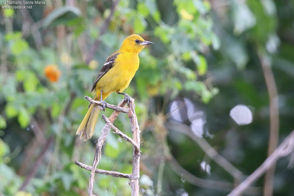 Oriole masqué femelle adulte, identification