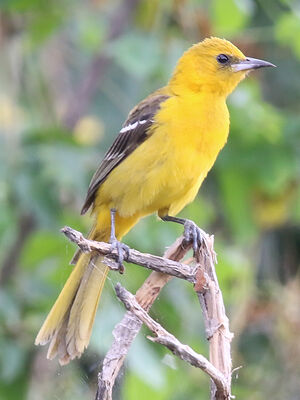 Oriole masqué