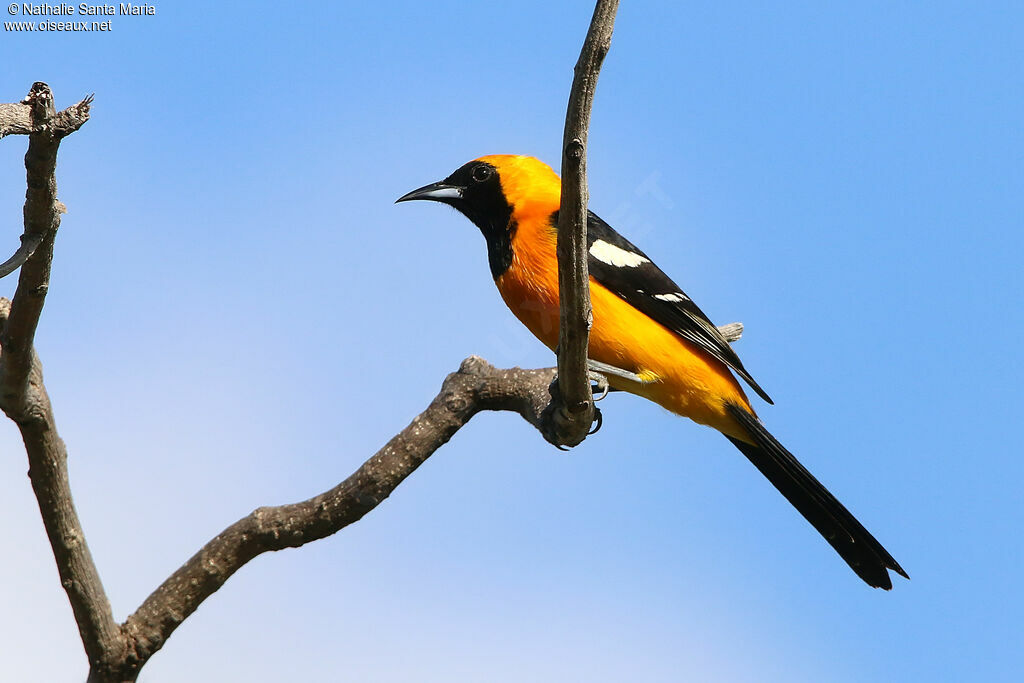 Oriole masqué mâle adulte, identification