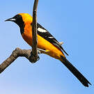 Oriole masqué