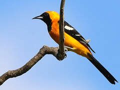 Oriole masqué