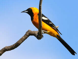 Oriole masqué