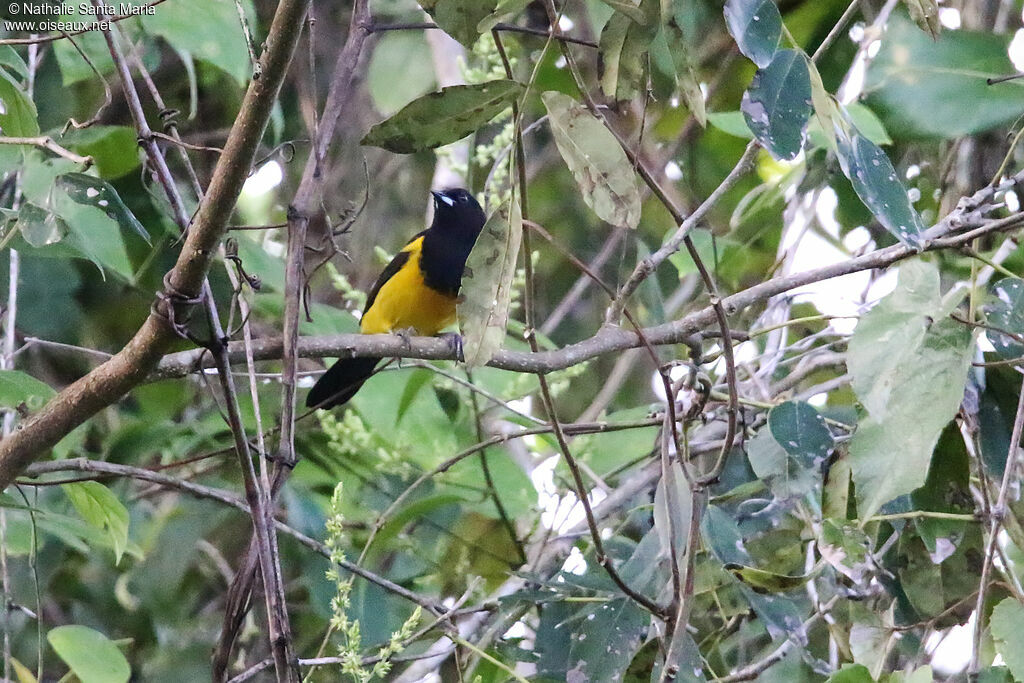 Oriole monacal mâle adulte, habitat