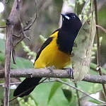 Oriole monacal