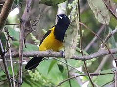 Black-cowled Oriole