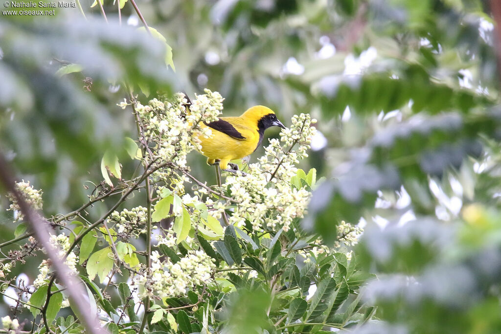 Oriole noir et or mâle adulte nuptial, identification