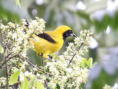 Yellow-backed Oriole