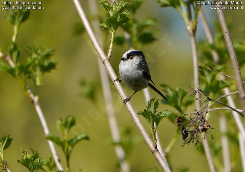 Long-tailed Tit male adult, Behaviour