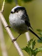 Long-tailed Tit