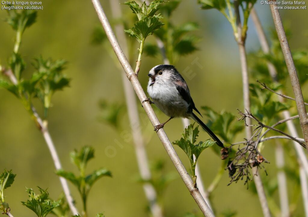 Orite à longue queue mâle adulte, identification, habitat, chant