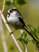 Long-tailed Tit