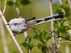 Long-tailed Tit