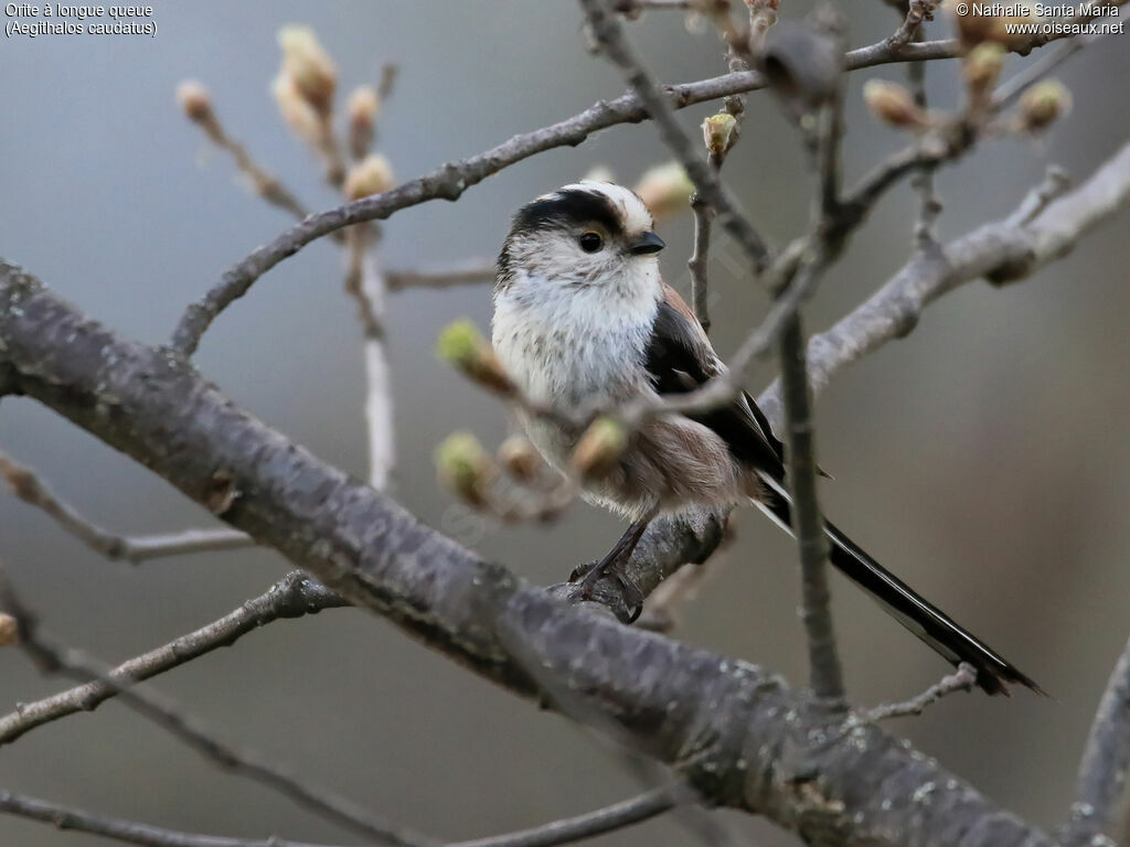 Long-tailed Titadult, identification, habitat, Behaviour