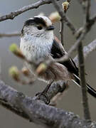 Long-tailed Tit