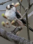 Long-tailed Tit