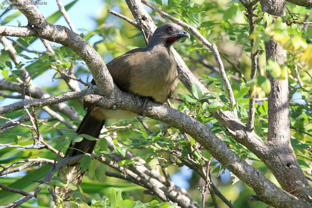 Plain Chachalacaadult, identification