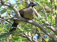 Plain Chachalaca