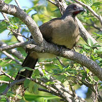 Ortalide chacamel