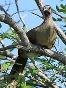 Plain Chachalaca