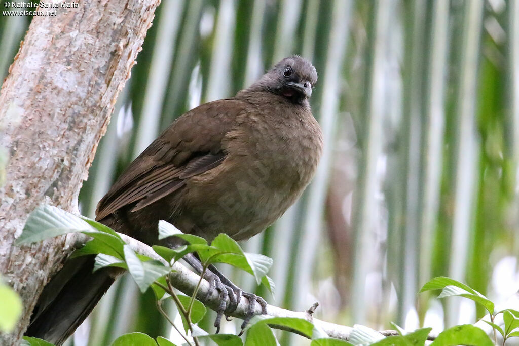 Ortalide chacameladulte, identification