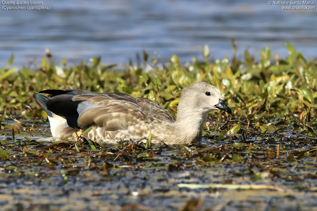 Blue-winged Gooseadult, identification, habitat, swimming