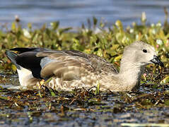 Blue-winged Goose