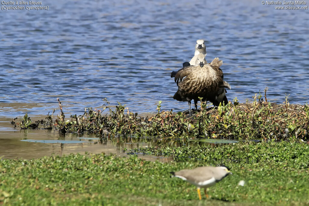 Ouette à ailes bleuesadulte, identification, habitat