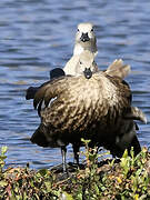 Blue-winged Goose