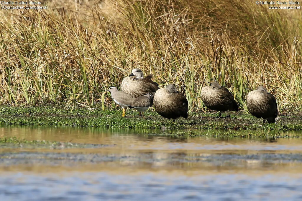 Blue-winged Goose, habitat