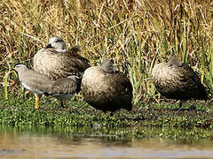 Blue-winged Goose