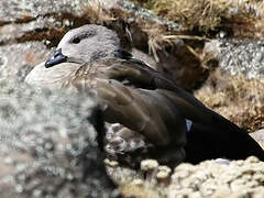 Blue-winged Goose