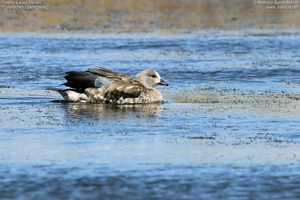 Blue-winged Gooseadult, identification, habitat, swimming