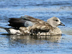 Blue-winged Goose