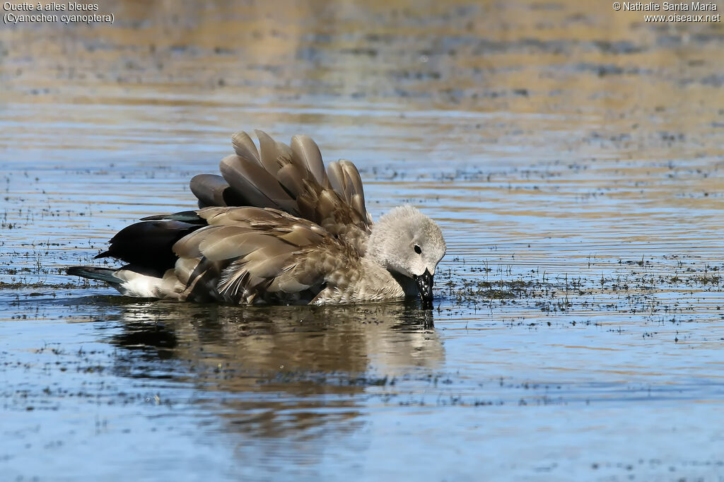 Blue-winged Gooseadult, identification, swimming