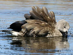 Blue-winged Goose