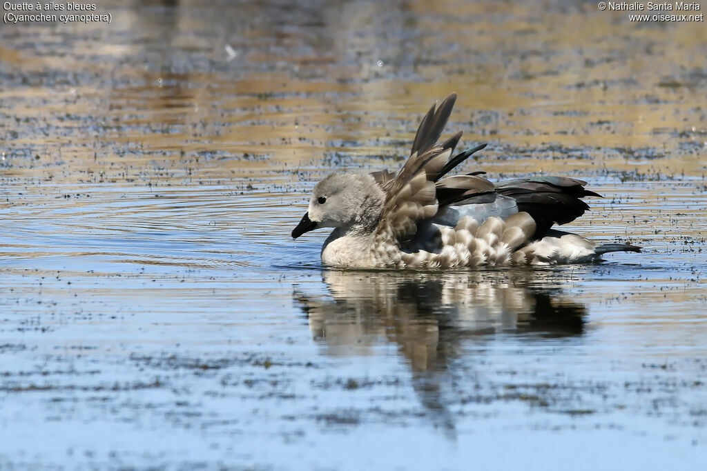 Ouette à ailes bleuesadulte, identification, nage