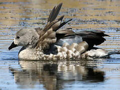 Blue-winged Goose