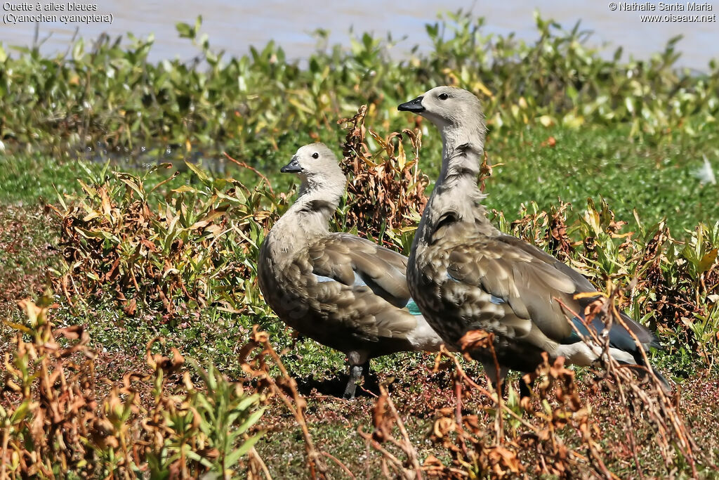 Ouette à ailes bleuesadulte, habitat