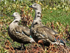 Blue-winged Goose