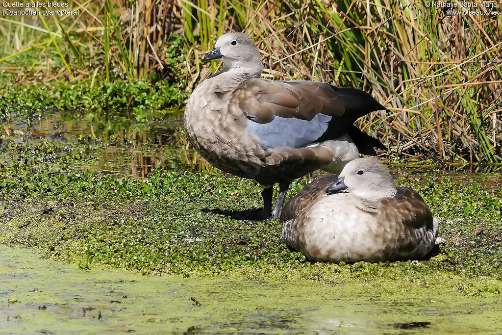 Blue-winged Gooseadult, habitat