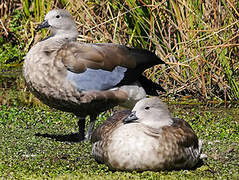 Blue-winged Goose