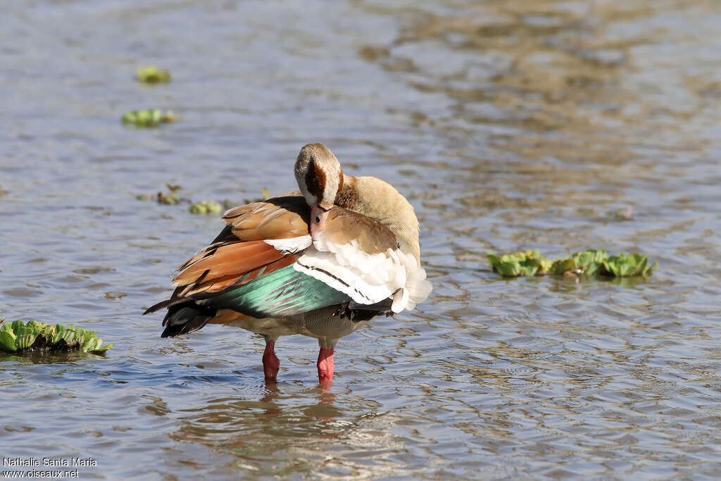 Egyptian Gooseadult, care